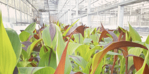 Centre Jardin Varennes: votre destination par excellence pour des produits et services horticoles