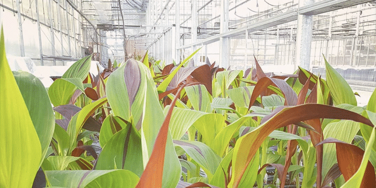 Centre Jardin Varennes: votre destination par excellence pour des produits et services horticoles