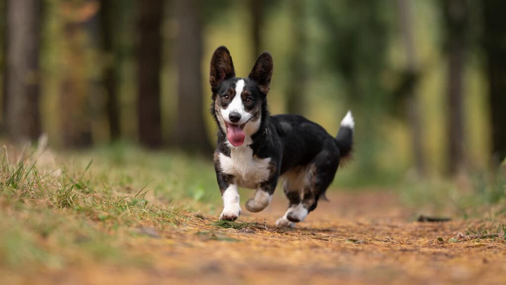 Prévention de la maladie de Lyme et gestion des urgences pour les chiens de plein air.
