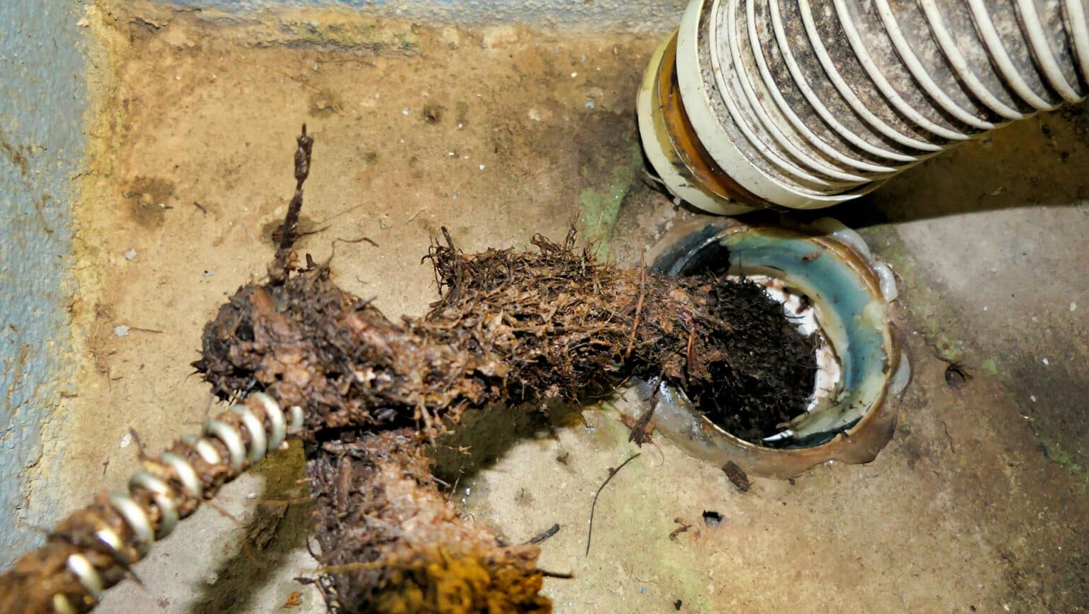 Racines dans le Drain Français : Déboucher et Restaurer Sans Excavation