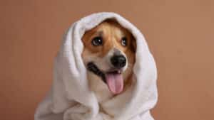 Toilettage professionnel pour chiens et chats à Saint-Bruno-de-Montarville